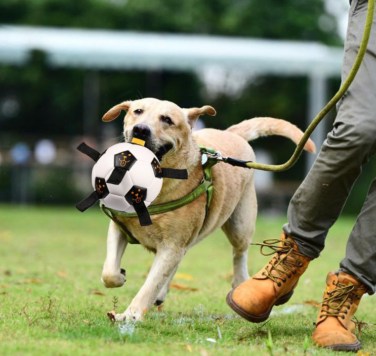Outdoor Ball Football Dog