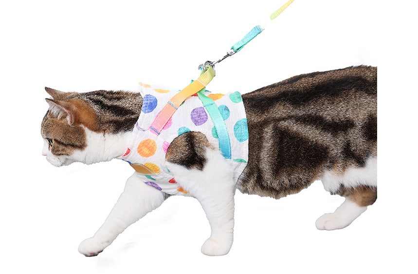 Pet Small Or Medium Sized Dog