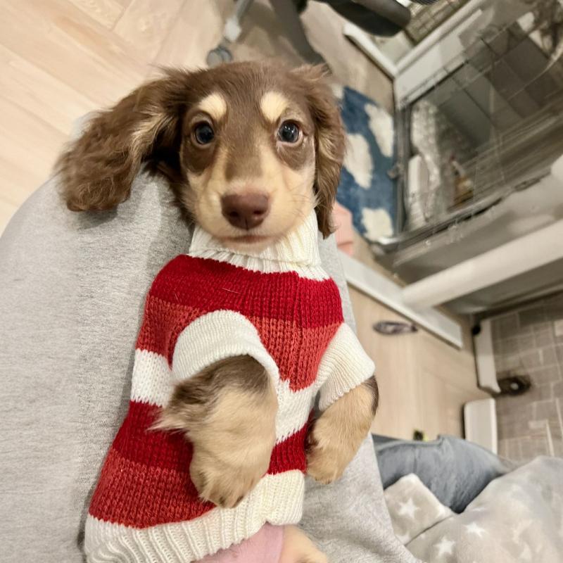 Cat Warm Thickened Sweater